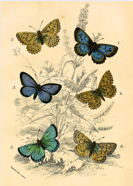 Winged Wonders I