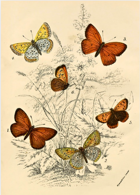 Winged Wonders II